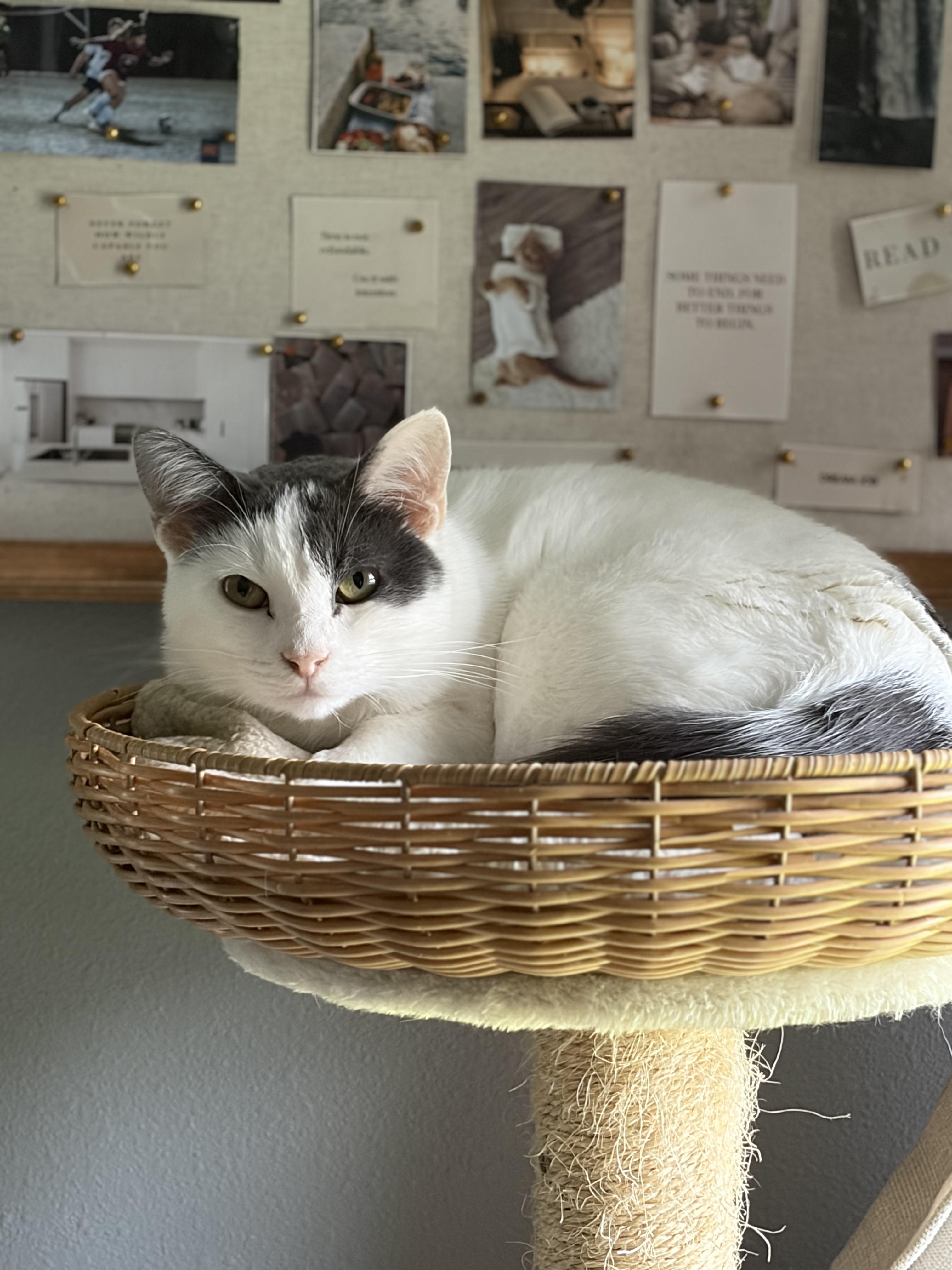 Enlarge Amaretto, a Adopted Domestic Short Hair in Homestead, PA image 3/6