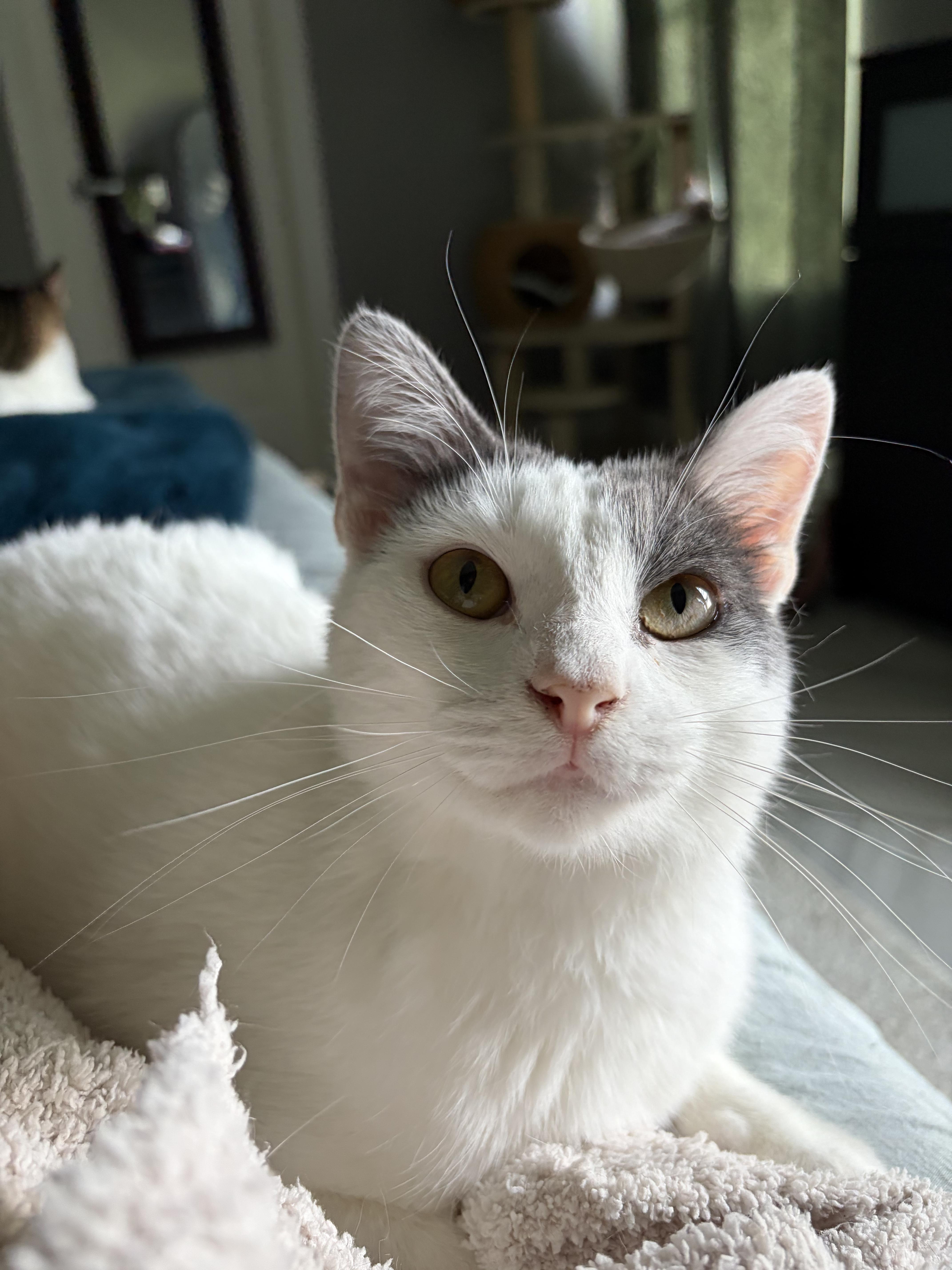 Enlarge Amaretto, a Adopted Domestic Short Hair in Homestead, PA image 4/6