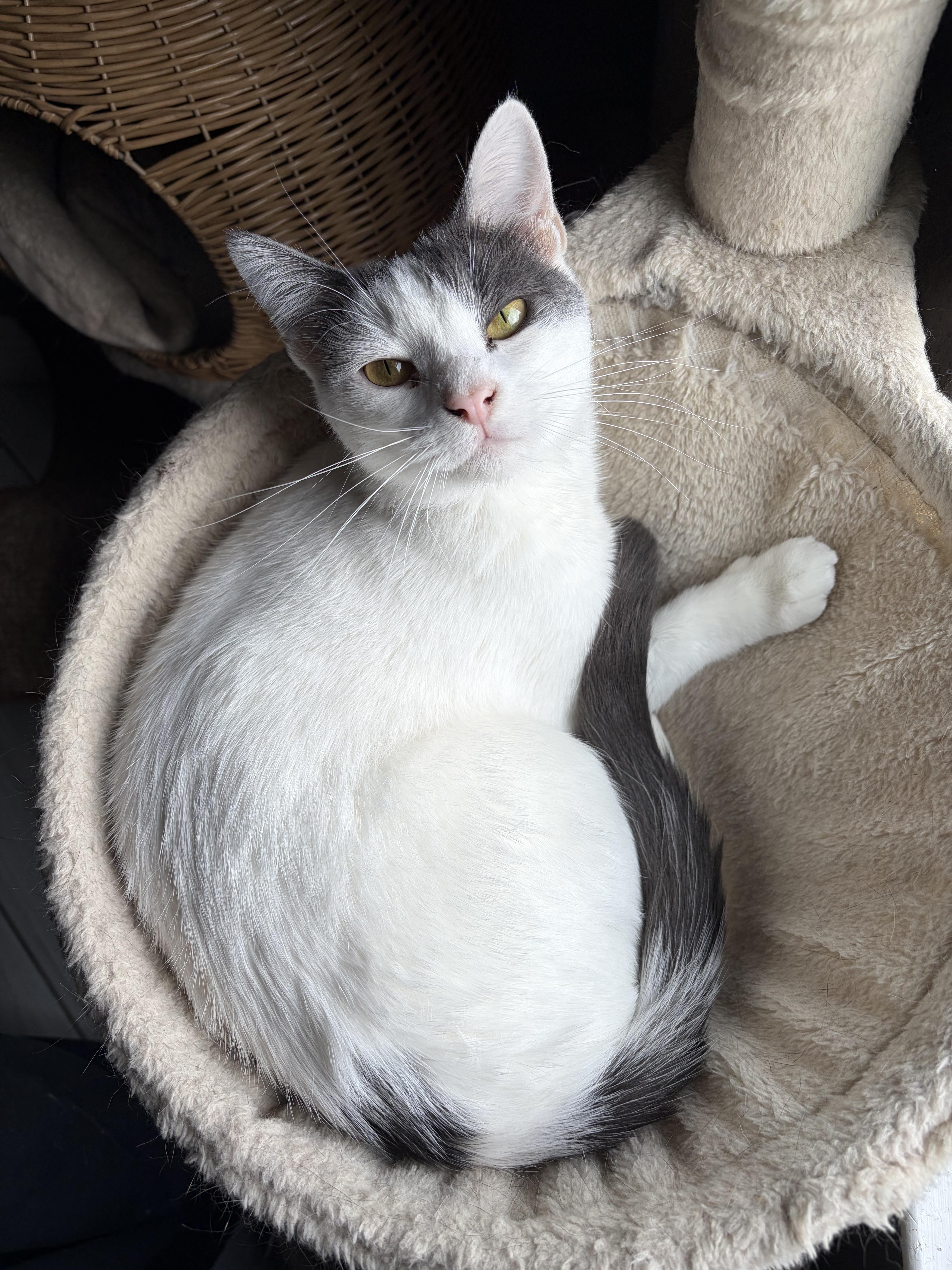 Enlarge Amaretto, a Adopted Domestic Short Hair in Homestead, PA image 1/6