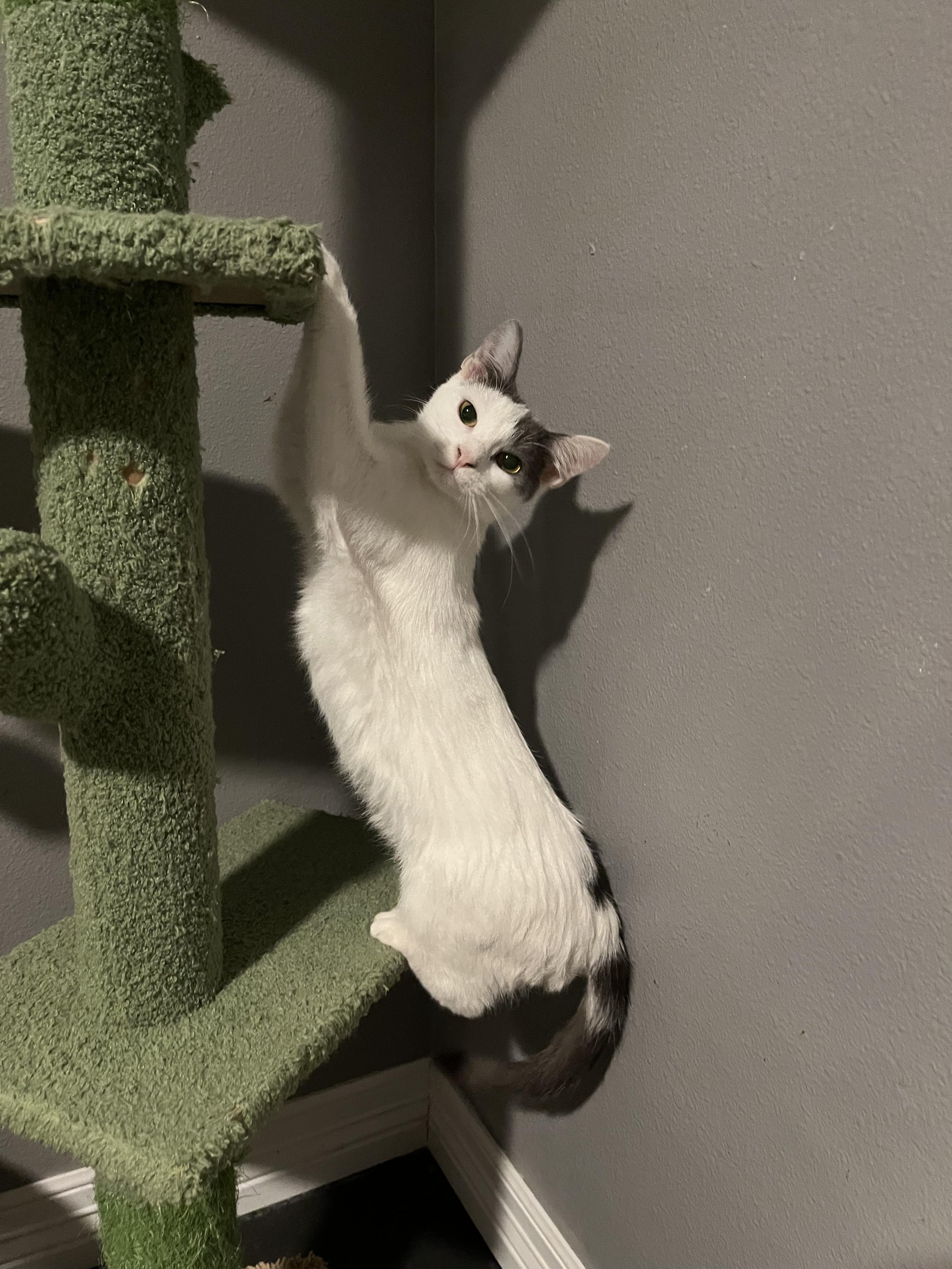 Enlarge Amaretto, a Adopted Domestic Short Hair in Homestead, PA image 5/6