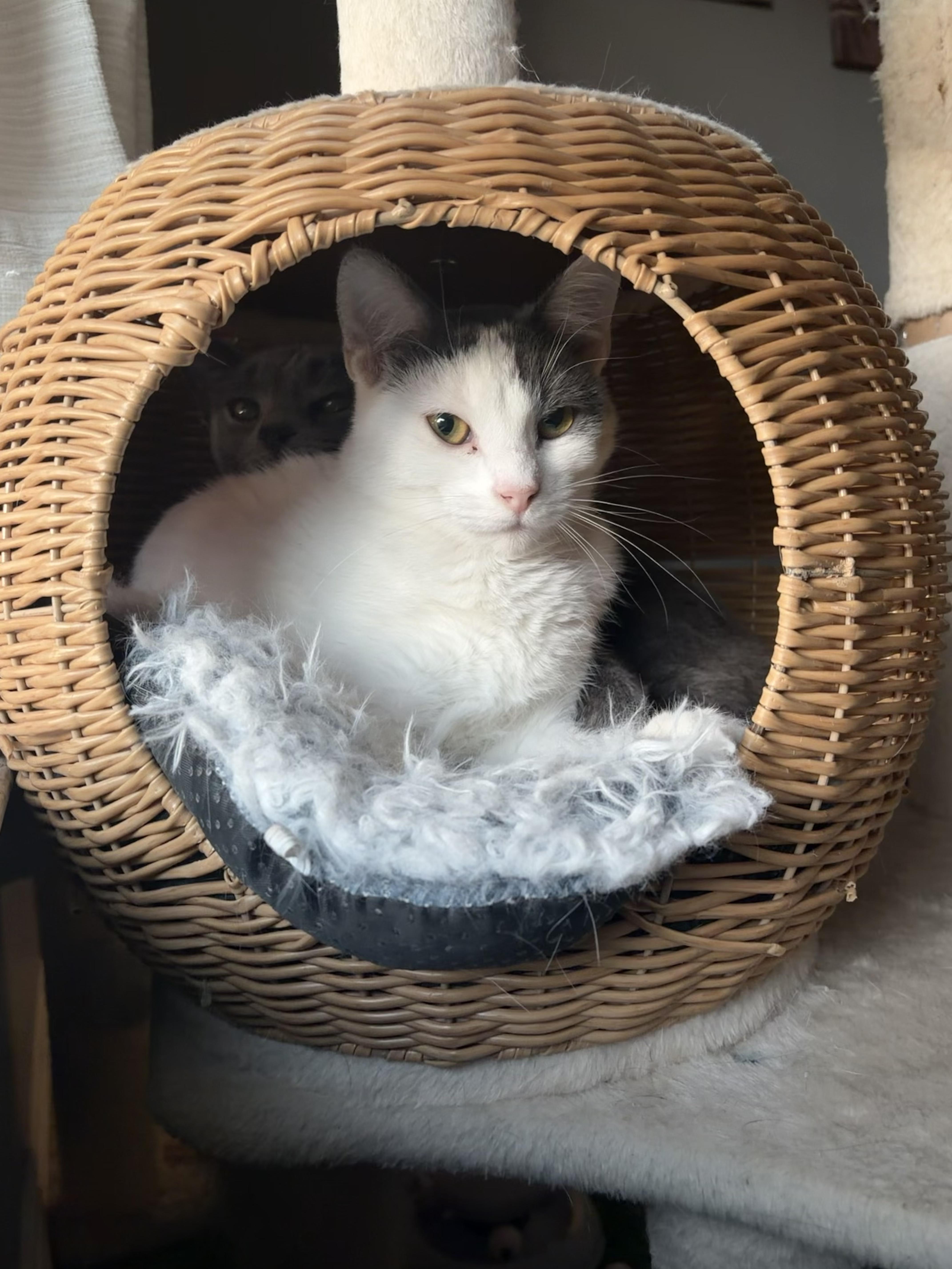 Enlarge Amaretto, a Adopted Domestic Short Hair in Homestead, PA image 2/6