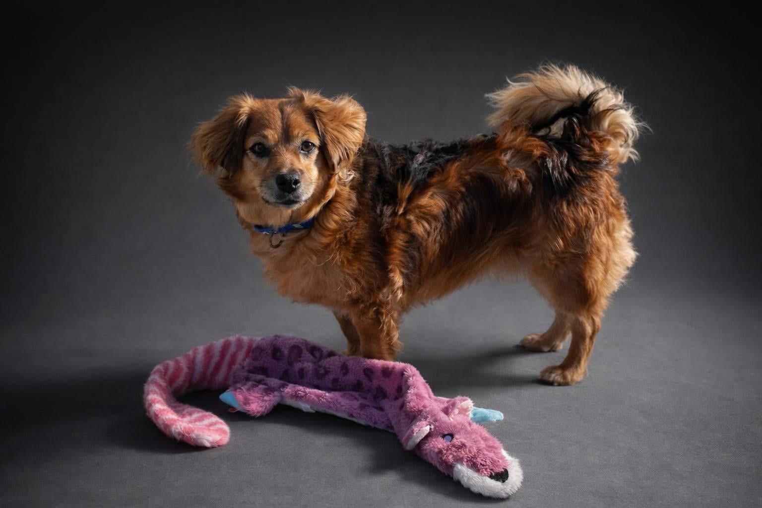 Skeeter, a Adoptable mixed breed in Madison, WI image 5/6