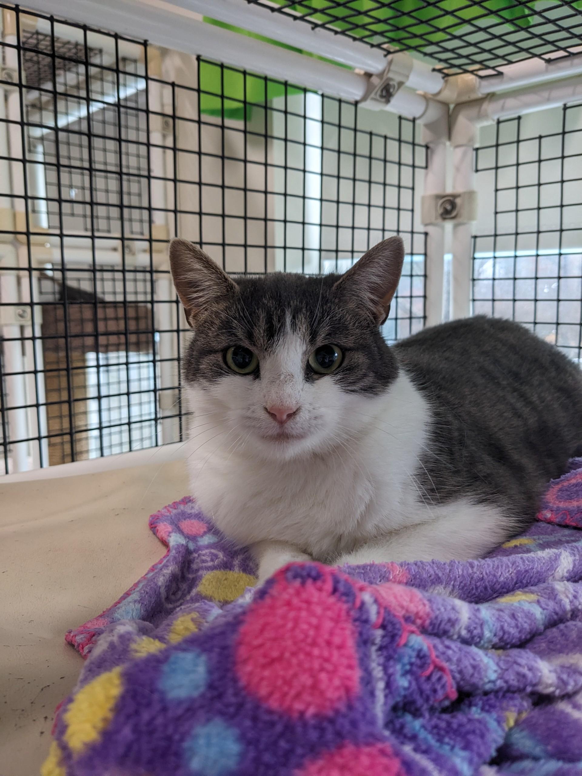 Enlarge Bunny, a Adoptable Domestic Short Hair in Altoona, PA image 1/1