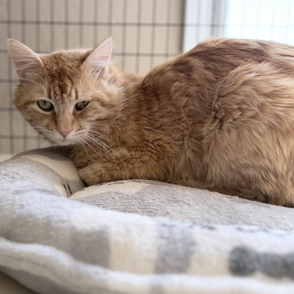 Enlarge Goliath, a Adoptable Domestic Medium Hair in Medford, OR image 1/1