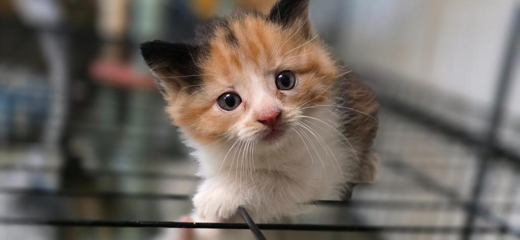 Mantenna, Adopted, Kitten Female Siamese & Calico.
