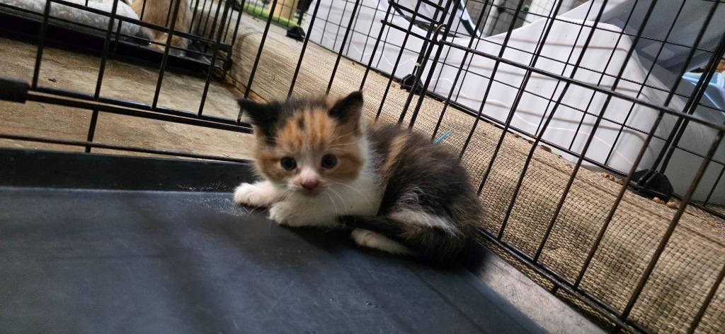 Enlarge Mantenna, a Adopted mixed breed in Crossville, TN image 3/4