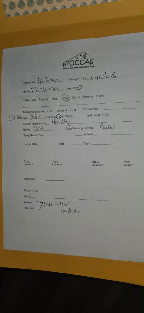 Enlarge Mantenna, a Adopted mixed breed in Crossville, TN image 4/4