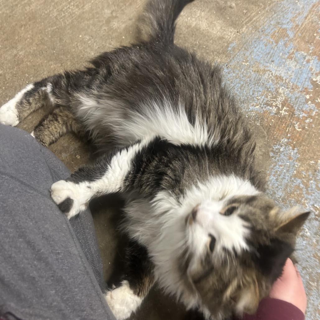 Hoss, Adoptable, Adult Male Domestic Long Hair.