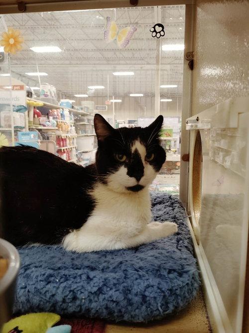 Gordon, a ADOPTABLE Domestic Short Hair in Mount Royal, NJ image 2/2