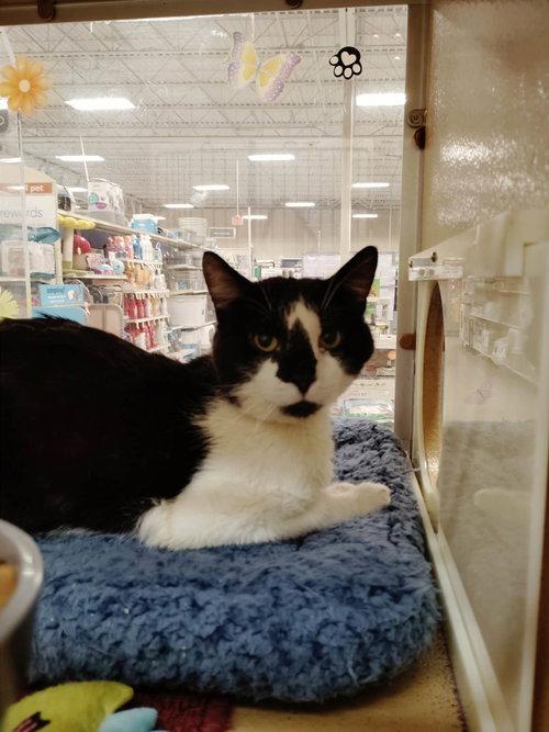 Gordon, ADOPTABLE, Adult Male Domestic Short Hair.
