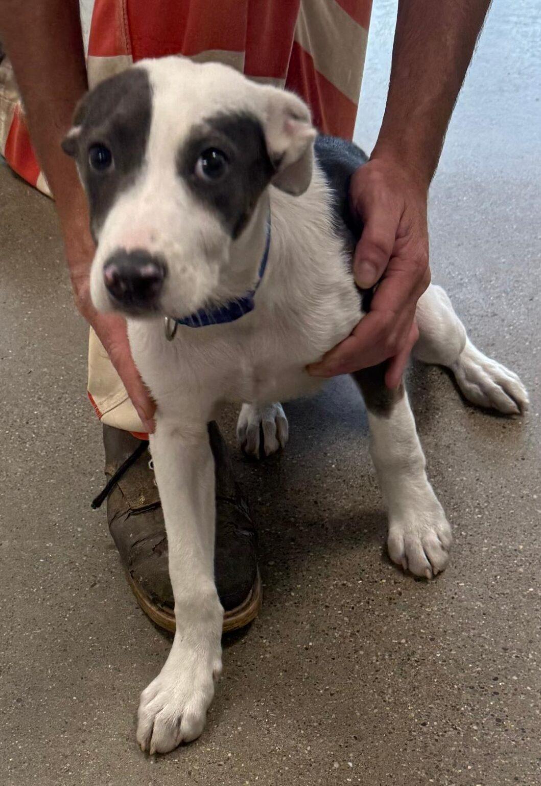 Remy, Adoptable, Puppy Female Mixed Breed.