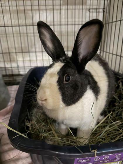 Enlarge Honda Civic, a Adoptable Dutch in Annapolis, MD image 1/1