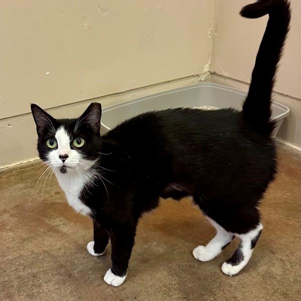 Flower, Adoptable, Young Female Domestic Short Hair.