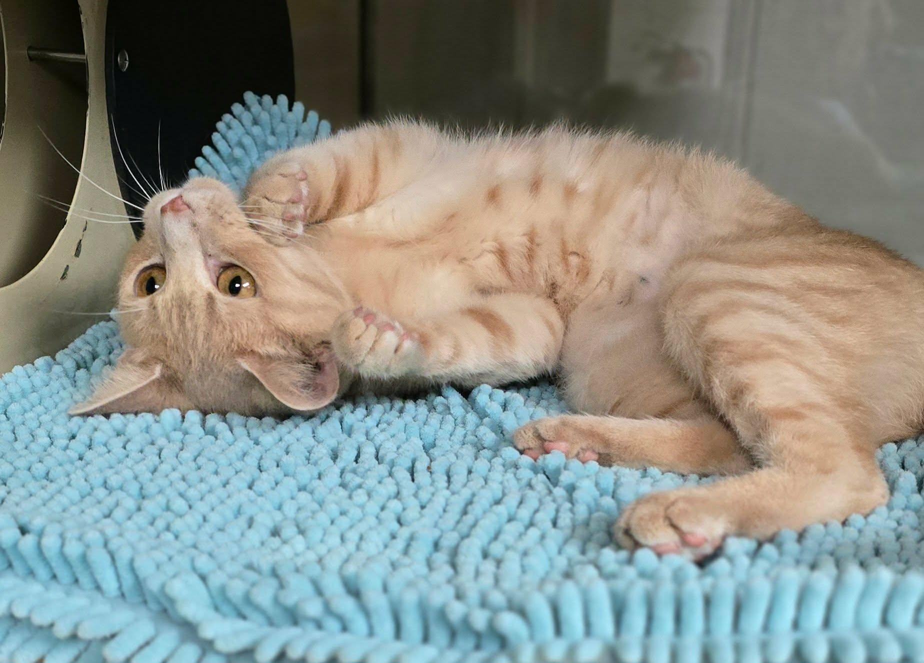 Fran, a ADOPTABLE Domestic Short Hair in New Castle, PA image 4/6