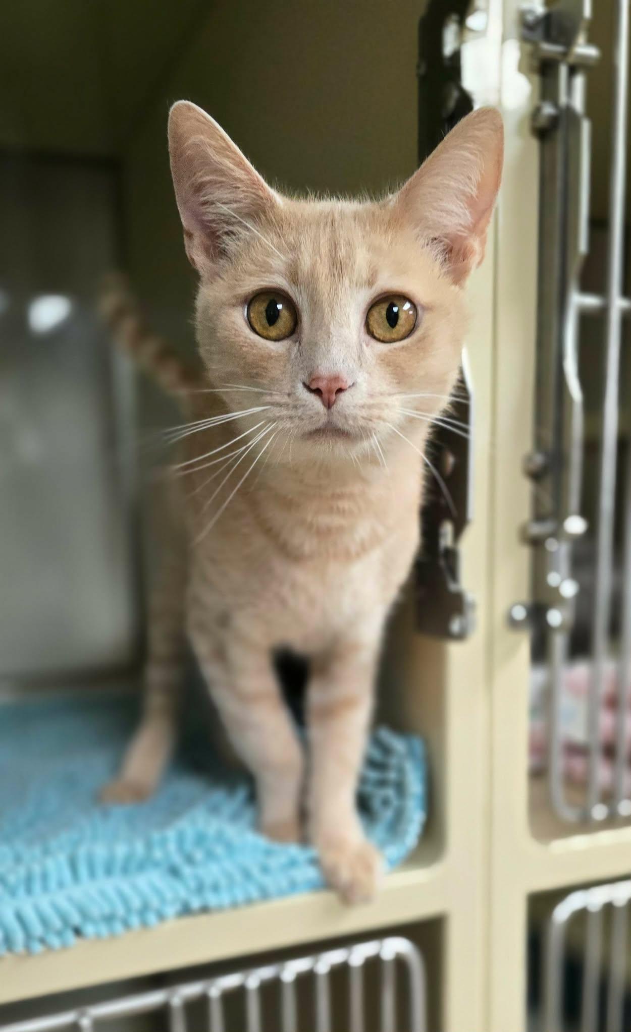 Fran, ADOPTABLE, Adult Female Domestic Short Hair.
