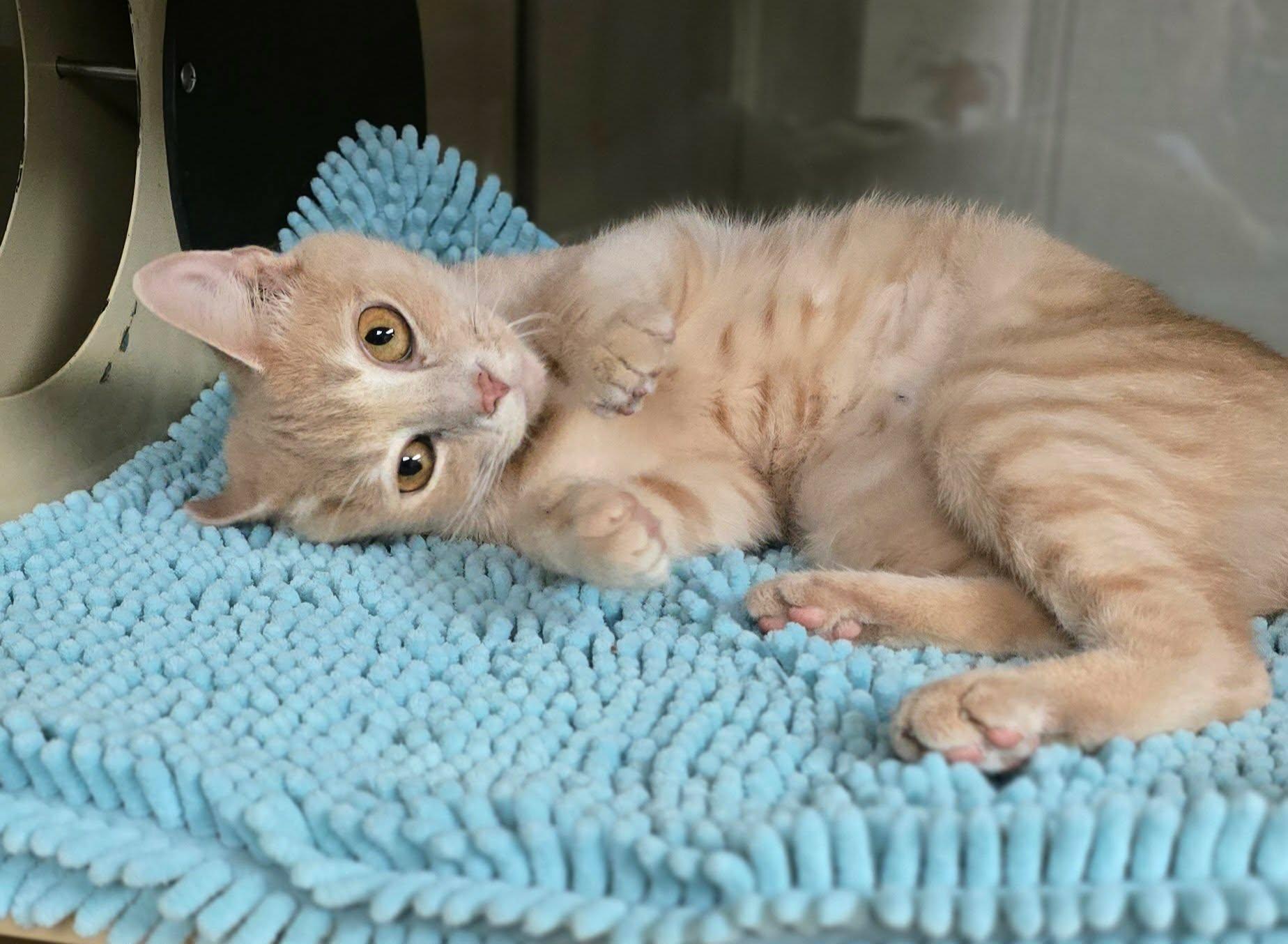 Fran, a ADOPTABLE Domestic Short Hair in New Castle, PA image 5/6