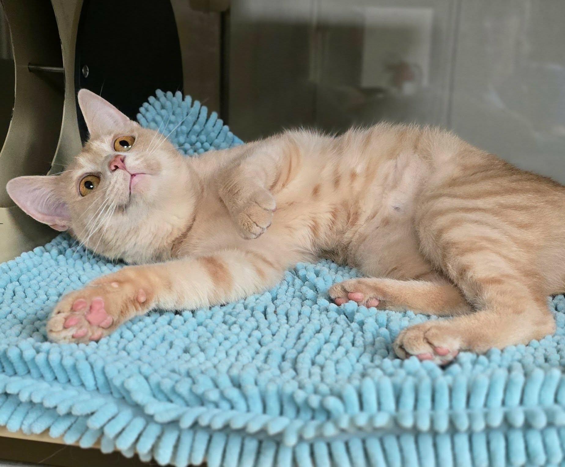 Fran, a ADOPTABLE Domestic Short Hair in New Castle, PA image 3/6