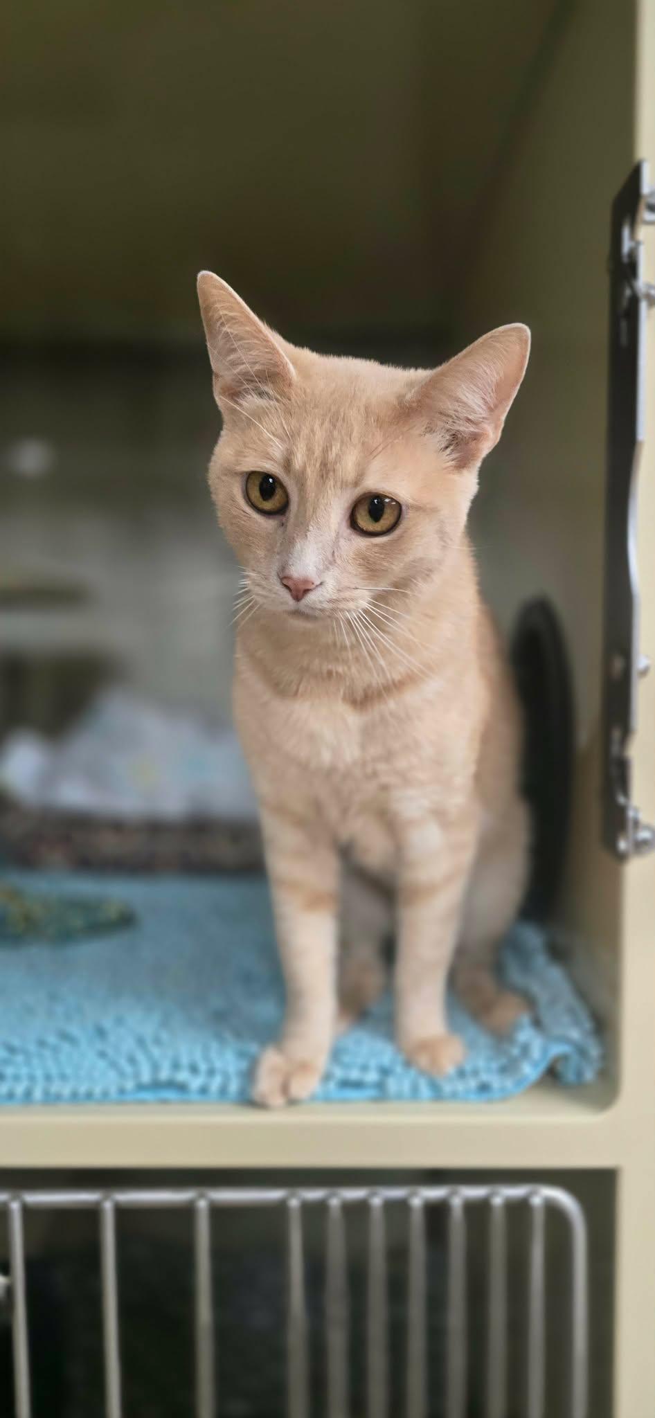 Fran, a ADOPTABLE Domestic Short Hair in New Castle, PA image 6/6