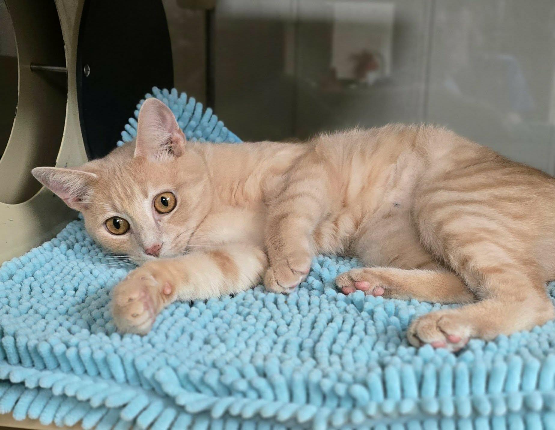 Fran, a ADOPTABLE Domestic Short Hair in New Castle, PA image 2/6