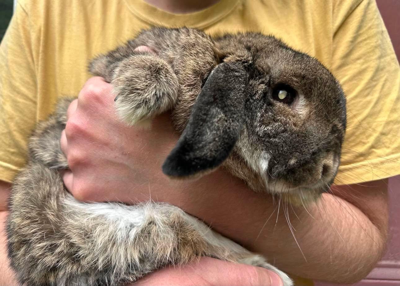 Enlarge Tandoori, a Adopted Lop Eared in Portland, ME image 2/3