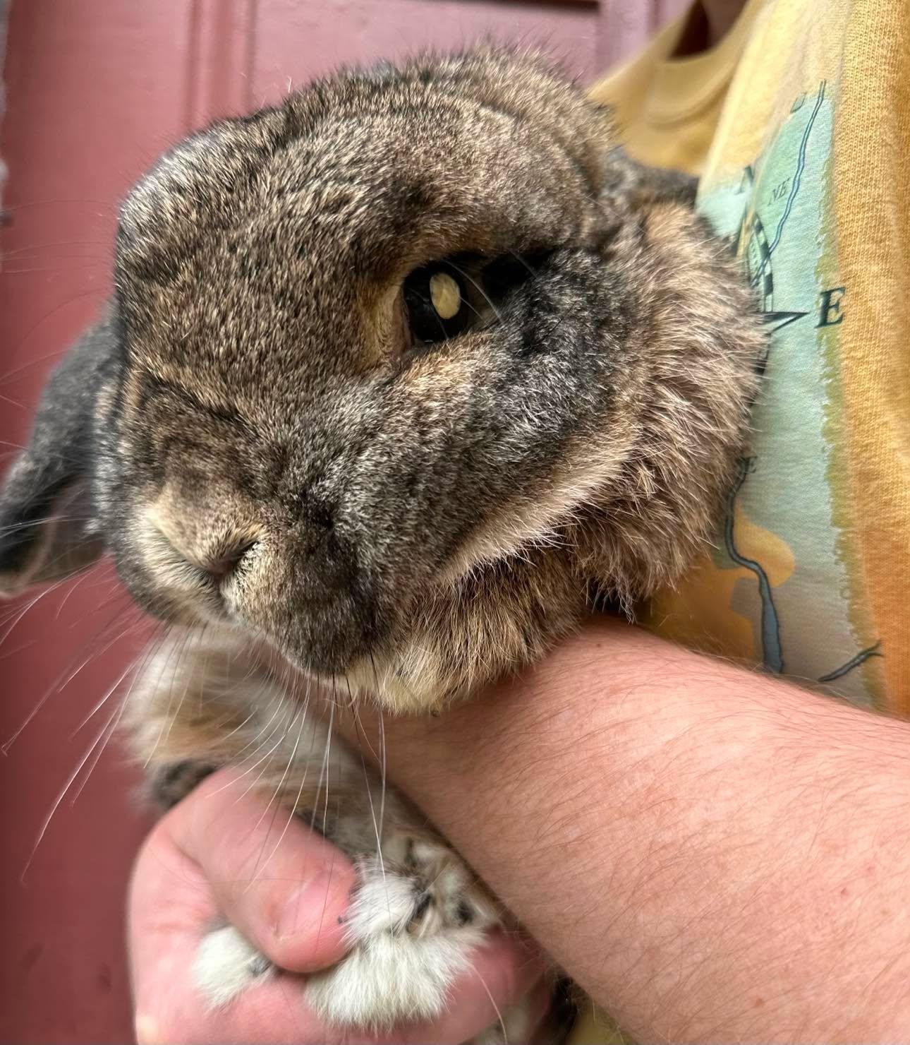 Tandoori, Adopted, Adult Male Lop Eared.
