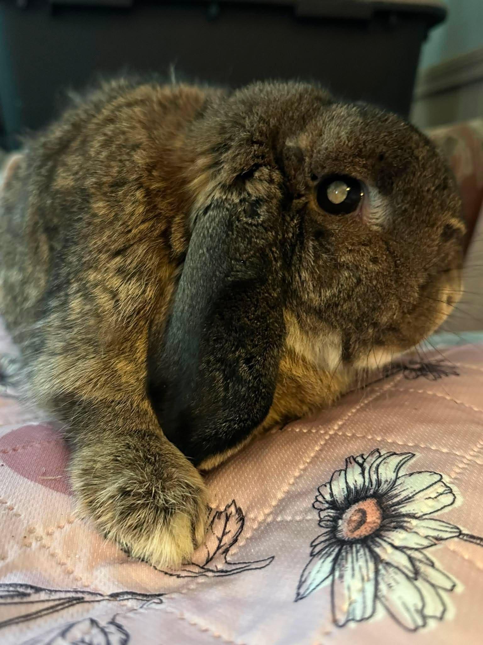 Enlarge Tandoori, a Adopted Lop Eared in Portland, ME image 3/3