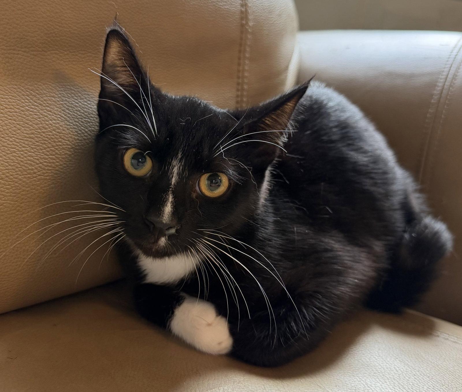 Enlarge Elvis, a Adoptable Domestic Short Hair in Elkins, WV image 1/1