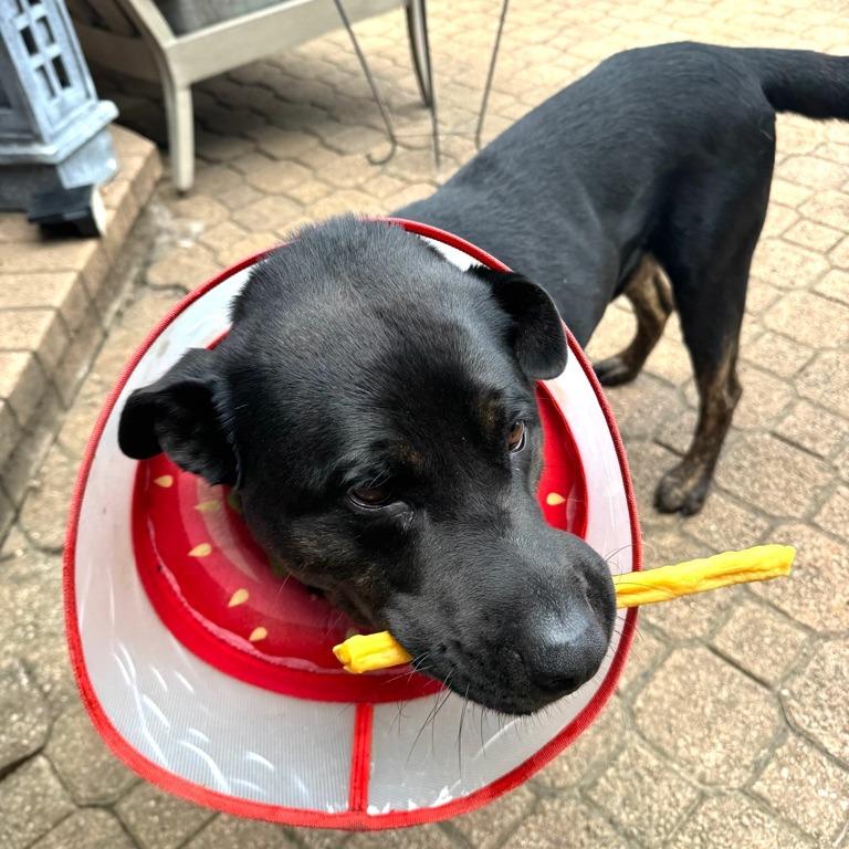 Buddy, Adoptable, Adult Male Shepherd & Black Labrador Retriever.