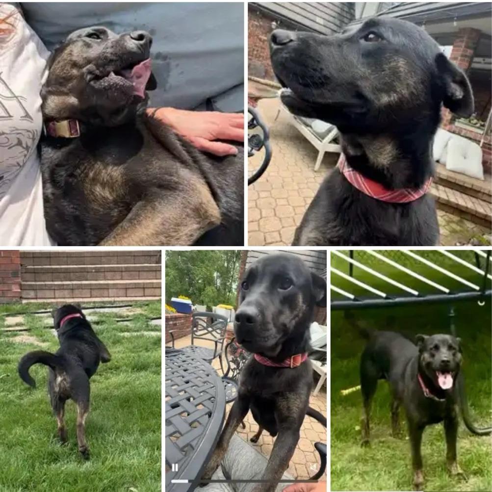 Buddy, a Adoptable mixed breed in Kansas City, MO image 2/6