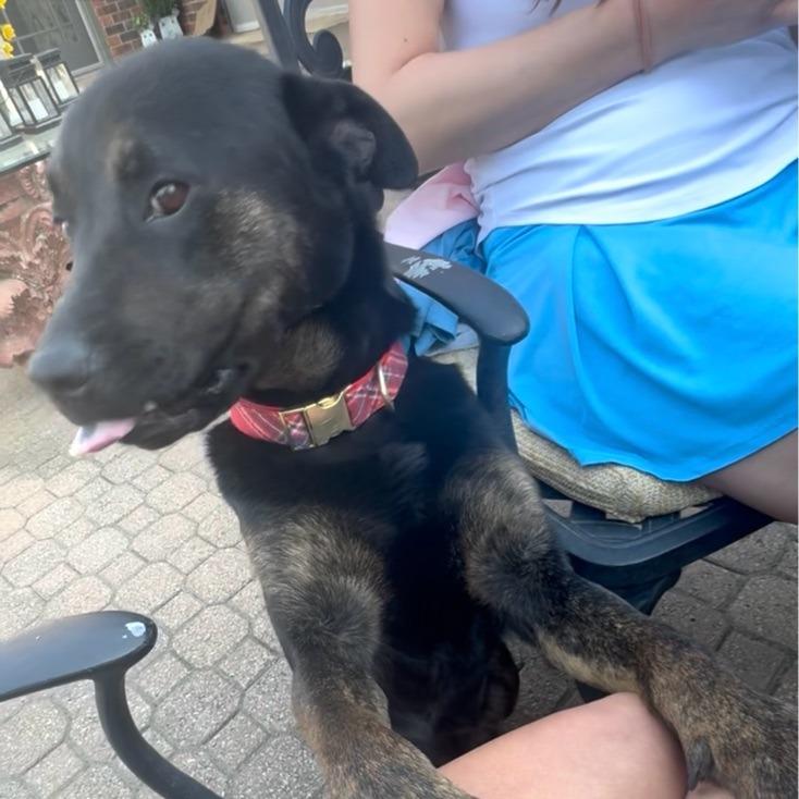 Buddy, a Adoptable mixed breed in Kansas City, MO image 3/6