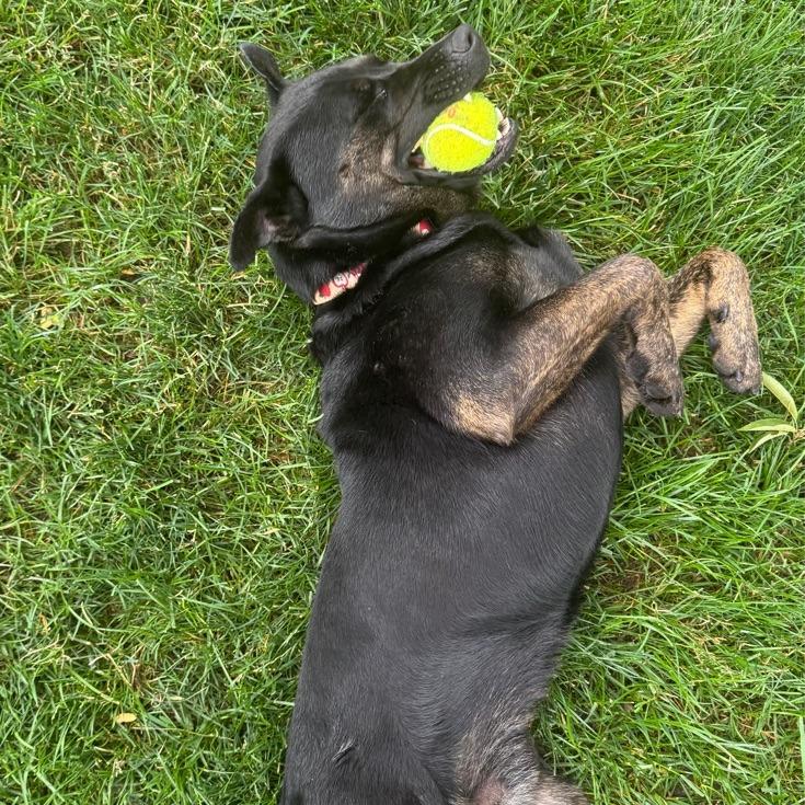 Buddy, a Adoptable mixed breed in Kansas City, MO image 4/6