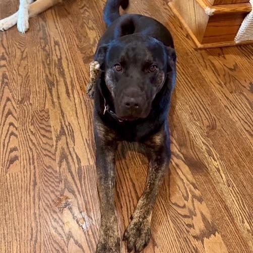 Enlarge Buddy, a Adoptable mixed breed in Kansas City, MO image 5/6