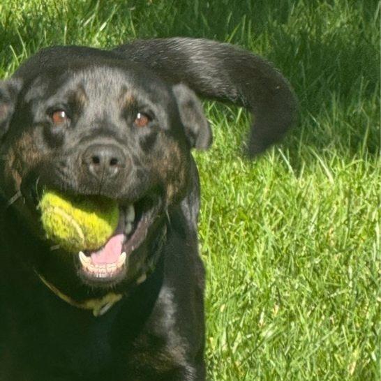 Buddy, a Adoptable mixed breed in Kansas City, MO image 5/6