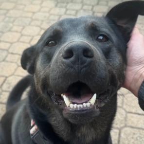 Buddy, a Adoptable mixed breed in Kansas City, MO image 6/6