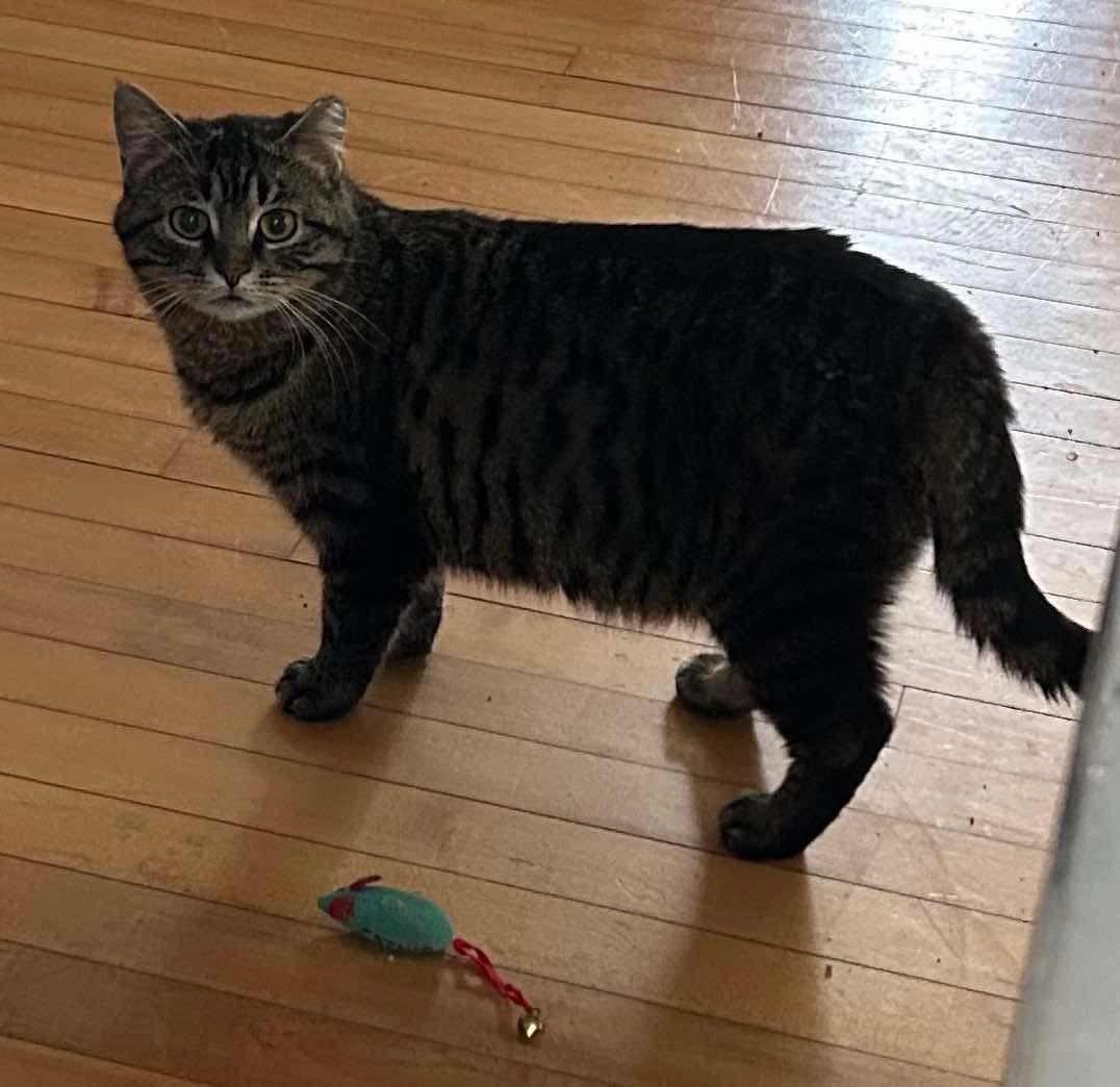 Mishka, a Adoptable Domestic Short Hair in Beloit, IL image 2/2