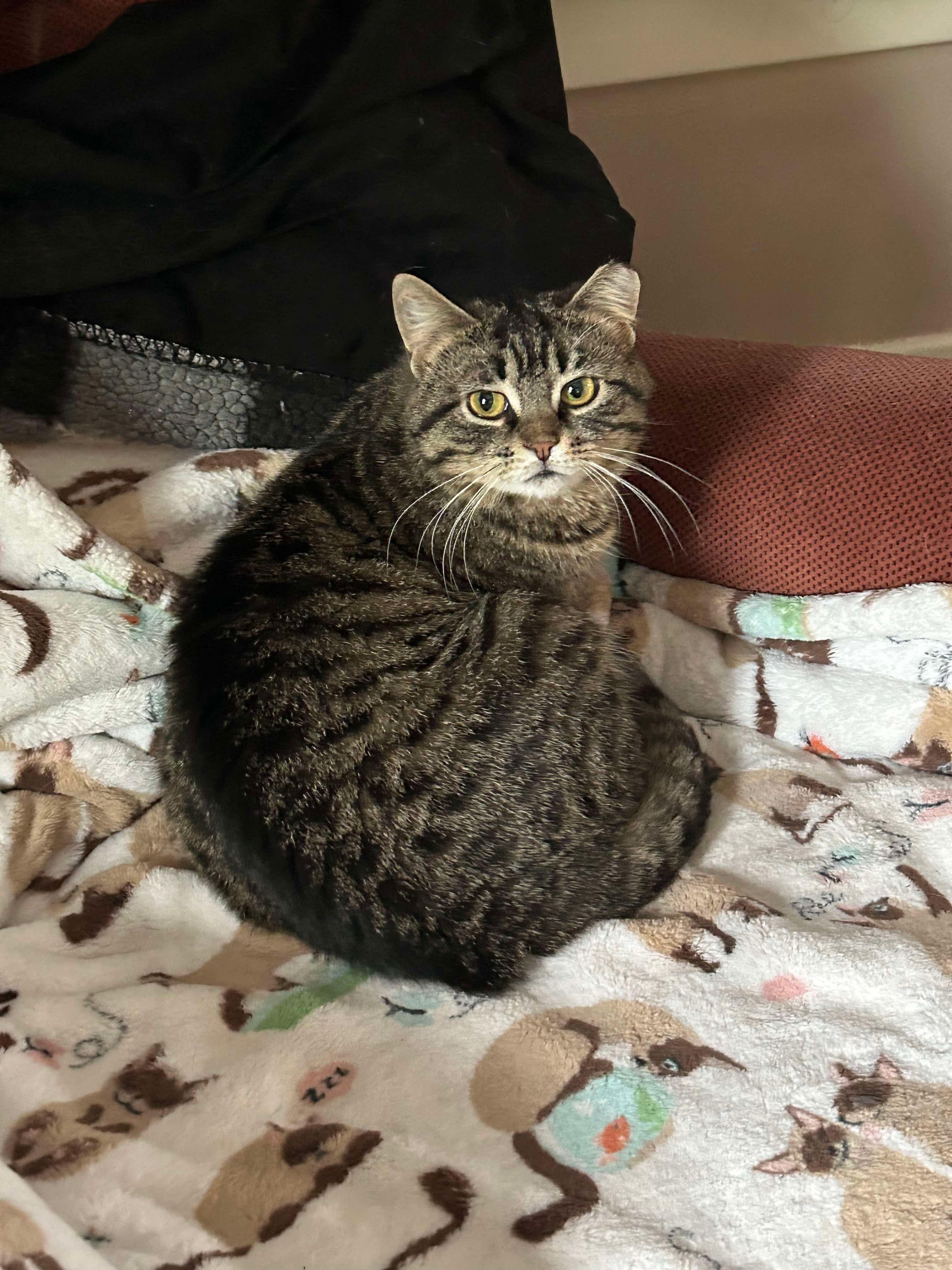 Mishka, a Adoptable Domestic Short Hair in Beloit, IL image 1/2