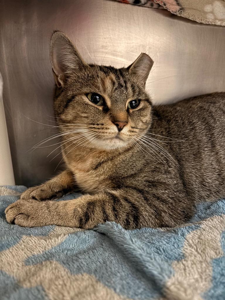 Junior, Adoptable, Adult Female Domestic Short Hair.