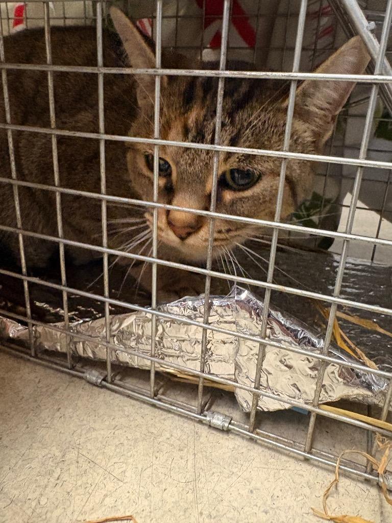 Enlarge Junior, a Adoptable mixed breed in Detroit, MI image 2/4