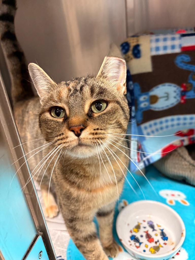 Enlarge Junior, a Adoptable mixed breed in Detroit, MI image 3/4