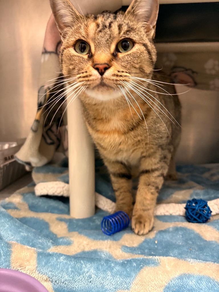 Enlarge Junior, a Adoptable mixed breed in Detroit, MI image 4/4