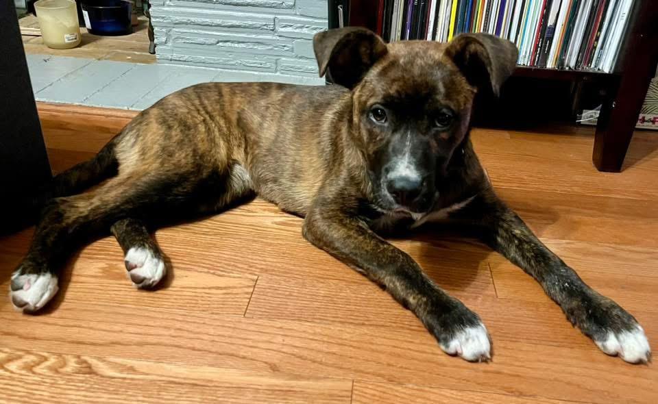 Enlarge Nelly, an adopted Mixed Breed in Manhattan, KS image 4/4