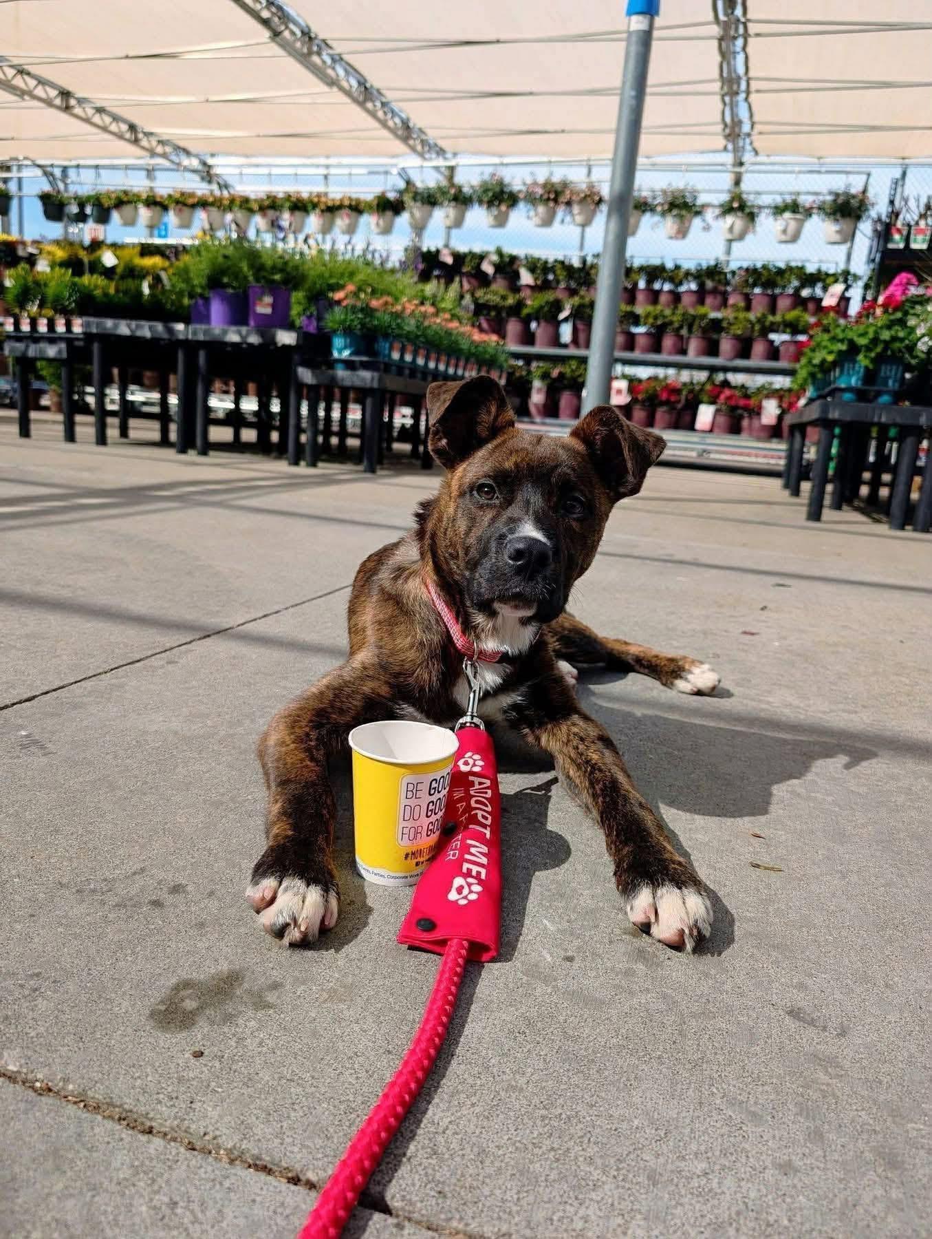 Enlarge Nelly, an adopted Mixed Breed in Manhattan, KS image 1/4