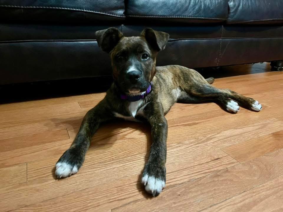 Enlarge Nelly, an adopted Mixed Breed in Manhattan, KS image 2/4