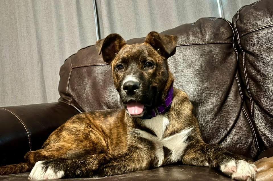 Enlarge Nelly, an adopted Mixed Breed in Manhattan, KS image 3/4