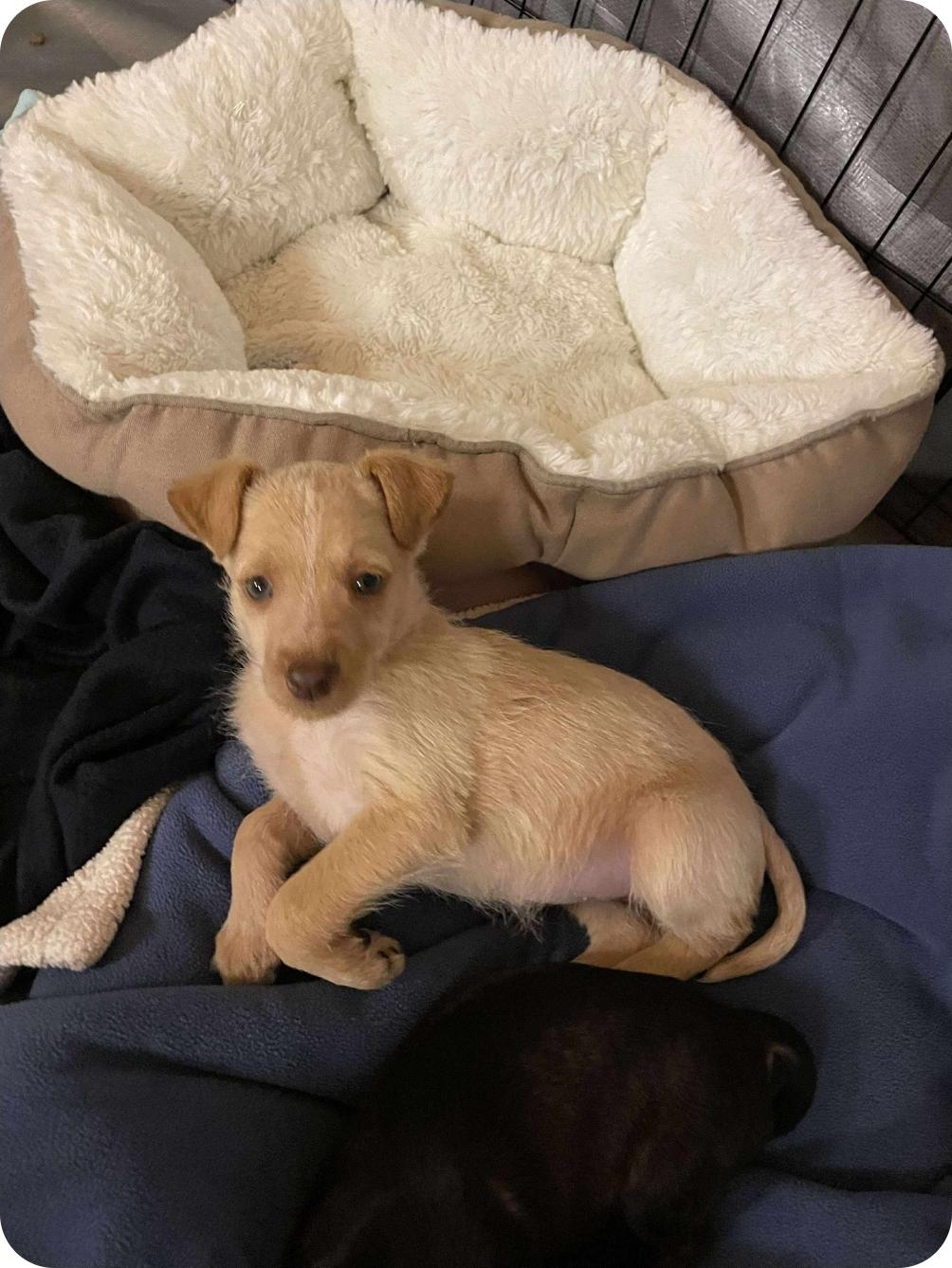 Tatiana, an adoptable Chihuahua, Mixed Breed in Winnipeg, MB, R3E 2Z9 | Photo Image 3