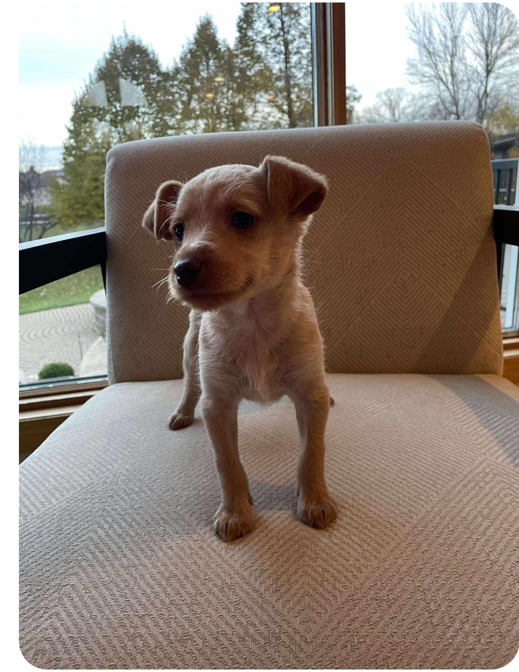 Tatiana, an adoptable Chihuahua, Mixed Breed in Winnipeg, MB, R3E 2Z9 | Photo Image 4