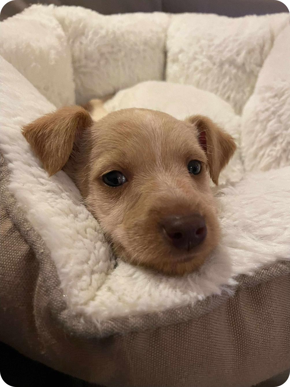 Tatiana, an adoptable Chihuahua, Mixed Breed in Winnipeg, MB, R3E 2Z9 | Photo Image 1