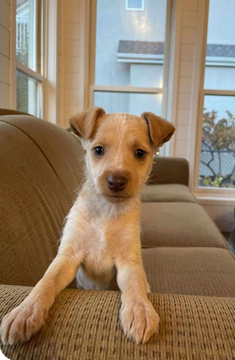 Tatiana, an adoptable Chihuahua, Mixed Breed in Winnipeg, MB, R3E 2Z9 | Photo Image 2