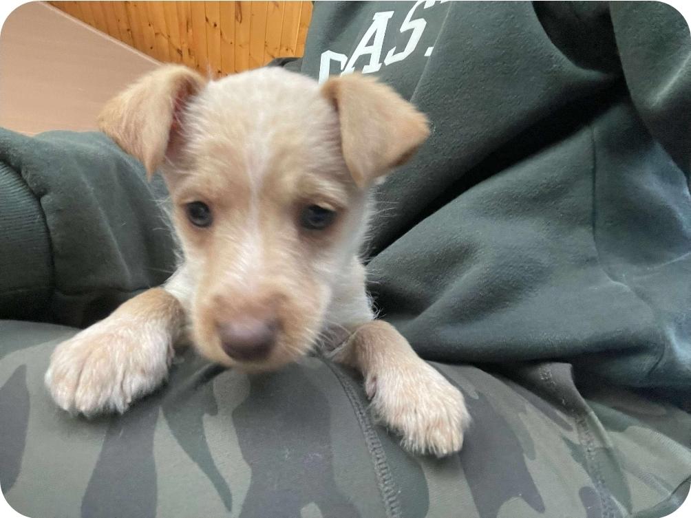 Tatiana, an adoptable Chihuahua, Mixed Breed in Winnipeg, MB, R3E 2Z9 | Photo Image 5