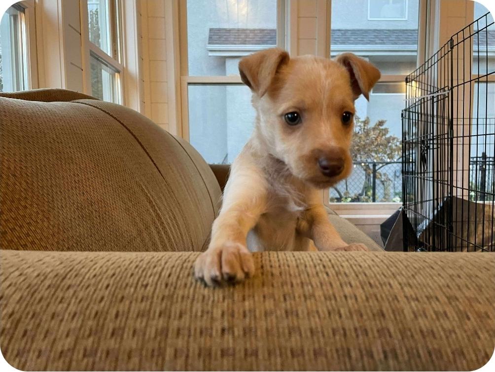 Tatiana, an adoptable Chihuahua, Mixed Breed in Winnipeg, MB, R3E 2Z9 | Photo Image 6